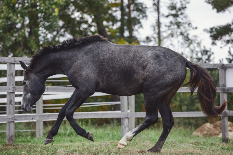Horse Fence Replacement in Roseville, CA